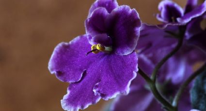 La planta con unas bellas flores violetas que es fácil de cuidar y florece todo el año