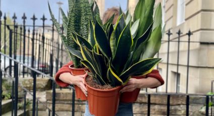 Lo que no cuentan los jardineros para que la Sansevieria crezca pronto y bien: trucos fáciles