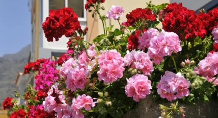 ¿Se te están marchitando los geranios del jardín? Los jardineros tienen la solución