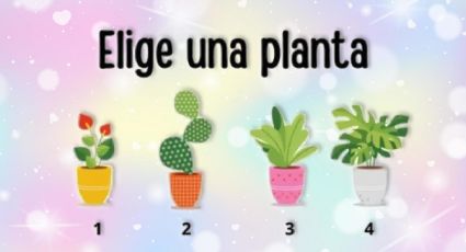 Elige una de las 4 plantas y descubre cuál es tu verdadera edad mental