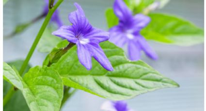 ¿No da sol en tu balcón? Las plantas con flores favoritas de los jardineros porque crecen bien a la sombra