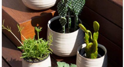 Las plantas que deben estar en tu patio en verano y que querrás también en otoño