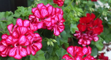 El abono casero que hace magia en los geranios: el secreto de los jardineros para que estallen en flores