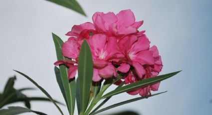 Las plantas con flores más exóticas y elegantes que son aptas solo para profesionales de jardinería