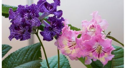 Si quieres una planta inmortal que da una bonitas flores lilas: esta es la que recomiendan los jardineros