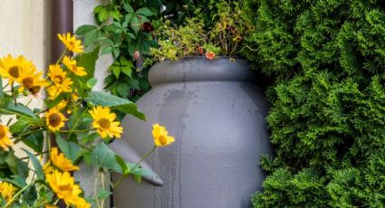 Nueva tendencia en paisajismo que no pasará de moda: el barril de lluvia mucho más que decoración