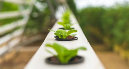 Mi próximo proyecto DIY es para decorar el jardín: solo hacen falta unos botellas de agua mineral de plástico