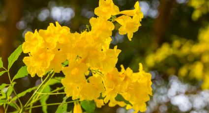 La planta trepadora (IDEAL PARA BALCONES) que se llena de flores, crece rápido y es fácil de cuidar