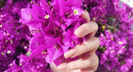 Sabemos cuánto resisten las suculentas al sol y a la sequía: 6 plantas con flores que lo hacen mejor