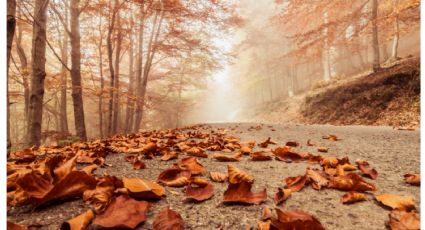 3 ideas fantásticas para probar este otoño: decoración que puedes hacer con hojas secas y velas