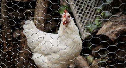 Solo necesitas un retazo de malla de gallina para hacer un fantástico nido de pájaros DIY