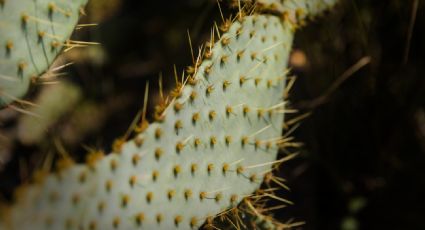 Crea una barrera para intrusos con las plantas con espinas que recomiendan los jardineros