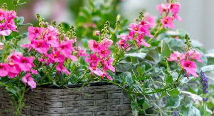 La planta trepadora, fácil de cuidar, que se llena de abundantes flores rosas y naranjas