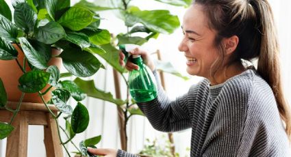 Cuidar Sansevieria, Aloe vera y Monstera genera bienestar emocional: el poder de las plantas