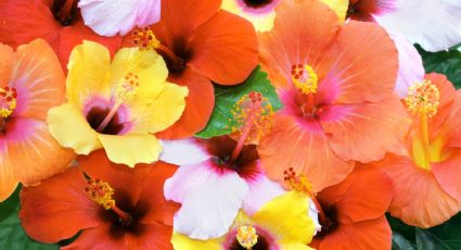 Del jardín a la moda: la tendencia de llevar flores de hibisco en las prendas de vestir que enamora