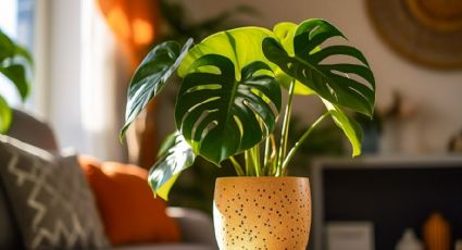 Las 5 plantas de interior favoritas de los jardineros para poner un acento verde en tu hogar