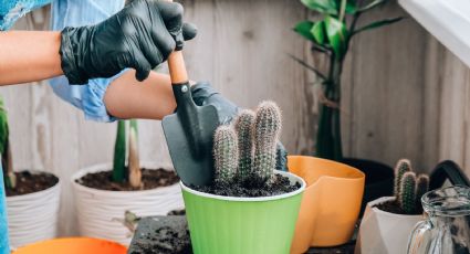 Conoce cómo trasplantar un cactus sin cometer errores: guía mínima de jardineros