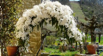 La planta trepadora más bonita para el jardín: tiene flores abundantes y le gusta el sol