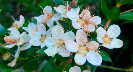 La planta con flores que huele a perfume caro: pocos cuidados y unas flores bellísimas