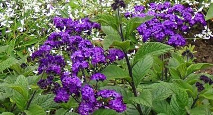 Llena tu jardín de mariposas con las 7 plantas con flores más fáciles de cuidar