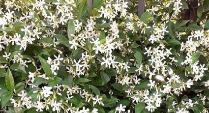 Además del jazmín, otras 2 plantas con flores que huelen delicioso y puedes tener en casa