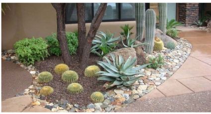 Además de plantas tu jardín necesita piedras para convertirlo en un verdadero paisaje dentro de casa