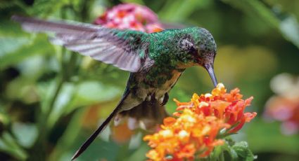 La planta que florece de primavera a otoño, le gusta el sol y atrae colibríes a tu jardín