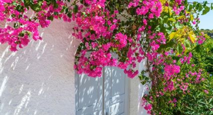 Las plantas trepadoras favoritas de los jardineros para decorar cualquier terraza: fáciles de cuidar