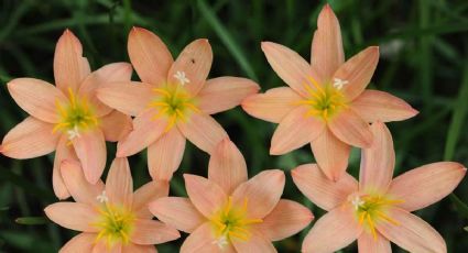 La recomendación de los jardineros para regar tus plantas durante el verano para que no se mueran