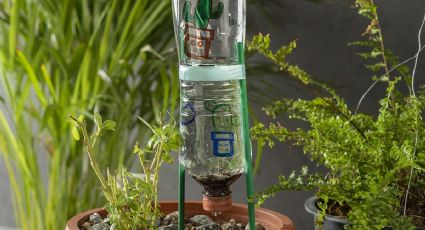 Con botellas de plástico puedes mantener tus plantas regadas mientras estás de vacaciones