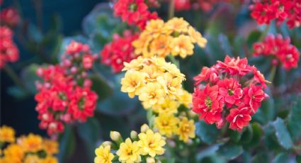 La planta con flor que recomiendan los jardineros para embellecer tu hogar: resiste el verano como ninguna