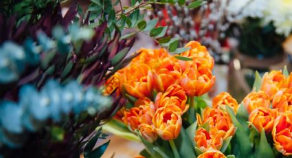 9 plantas que te darán flores todo el año: pondrán un toque de color a tu hogar