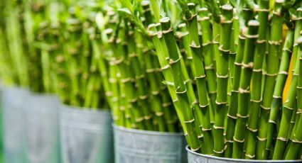 Los mejores consejos de los jardineros para cuidar tu planta de bambú y que crezca rápido