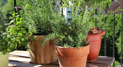 Un pedazo de algodón es el mejor truco de los jardineros para que las plantas en maceta crezcan sanas