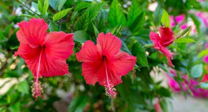 Desfrútala todo el año: otoño es la temporada ideal para plantar flor de jamaica en jardín o maceta