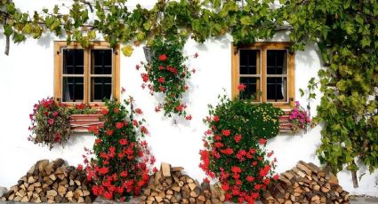 Decoran, refrescan y son fáciles de cuidar: plantas trepadoras que querrás en verano en tu jardín