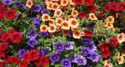 En macetas, colgantes o sembradas en el jardín: la planta con flores pequeñas fácil de cuidar