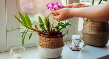 El trucazo de los jardineros para limpiar las hojas de las orquídeas y que recuperen brillo y salud