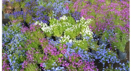 Con flores todo el año y no le molesta el fío: la planta que necesita tu jardín para un extra de color