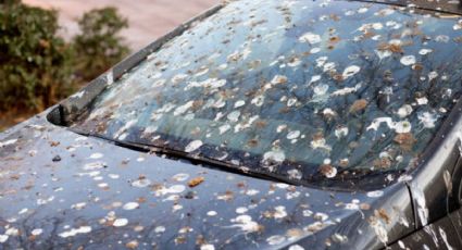 No sufras por el excremento de pájaros si dejaste el carro debajo de un árbol: trucazo para limpiar el vidrio