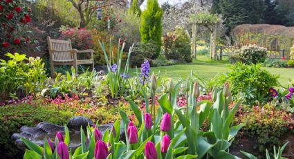 Expertos en jardinería no se equivocan: trucazo para que tus plantas estén radiantes con aspirina