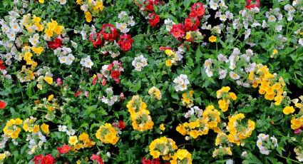 La planta con flores que dura todo el año que los jardineros recomiendan por su armonía