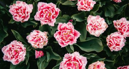 Recopilamos las 6 plantas con flores que resisten el frío y son perfectas para adornar el balcón