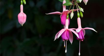 Fáciles de plantar en septiembre: las plantas para que tu jardín estalle en flores el próximo año