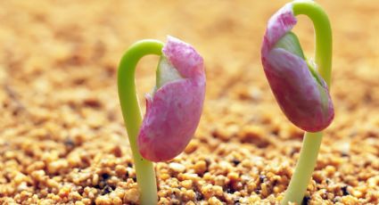 Las semillas que debes plantar en otoño para tener una jardín rebosante de flores la primavera de 2025