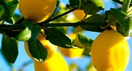 La poda de los limoneros caseros es fundamental para tener una buena cosecha: trucos de jardinería