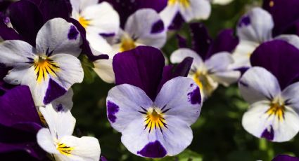 Además de violas y pensamientos: plantas para tener un jardín con flores en invierno