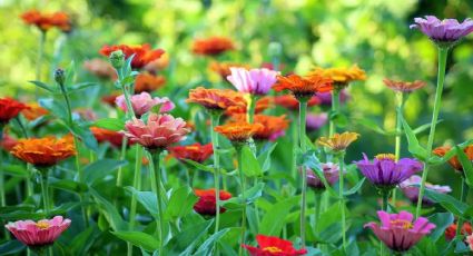 2 plantas que deberías plantar a finales de septiembre si quieres un jardín con flores en invierno