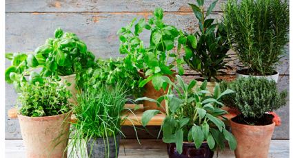 Las plantas que te ayudan a conciliar el sueño y decoran tu habitación: son verdes y frondosas