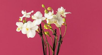 Con tres viejas maquinitas rasuradoras puedes hacer esta macetita súper decorativa para orquídeas